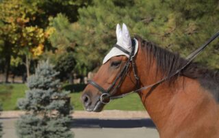 ear-bonnets-for-horses
