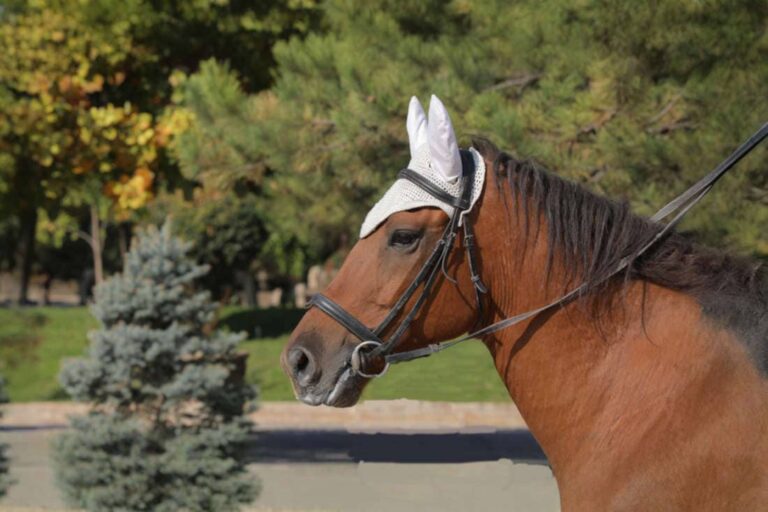 ear-bonnets-for-horses