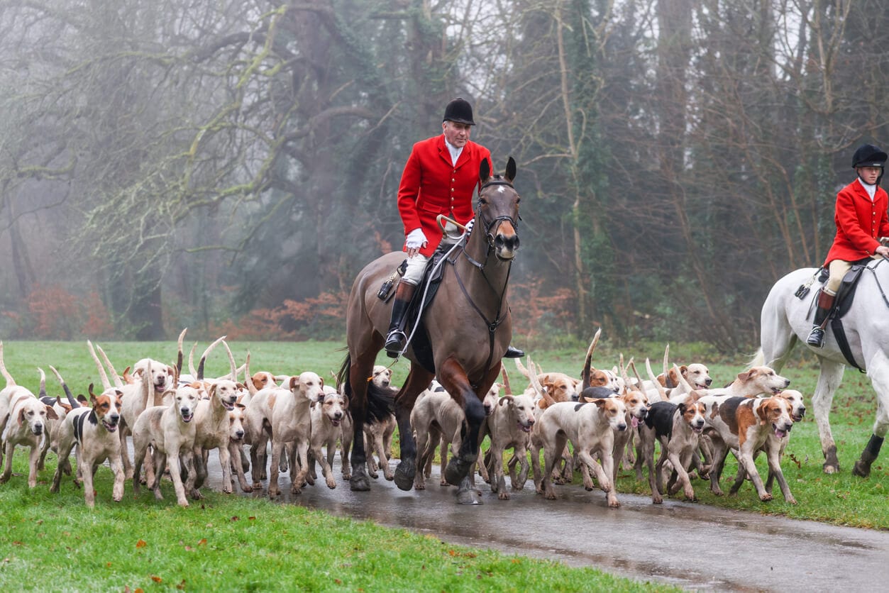 fox hunting image