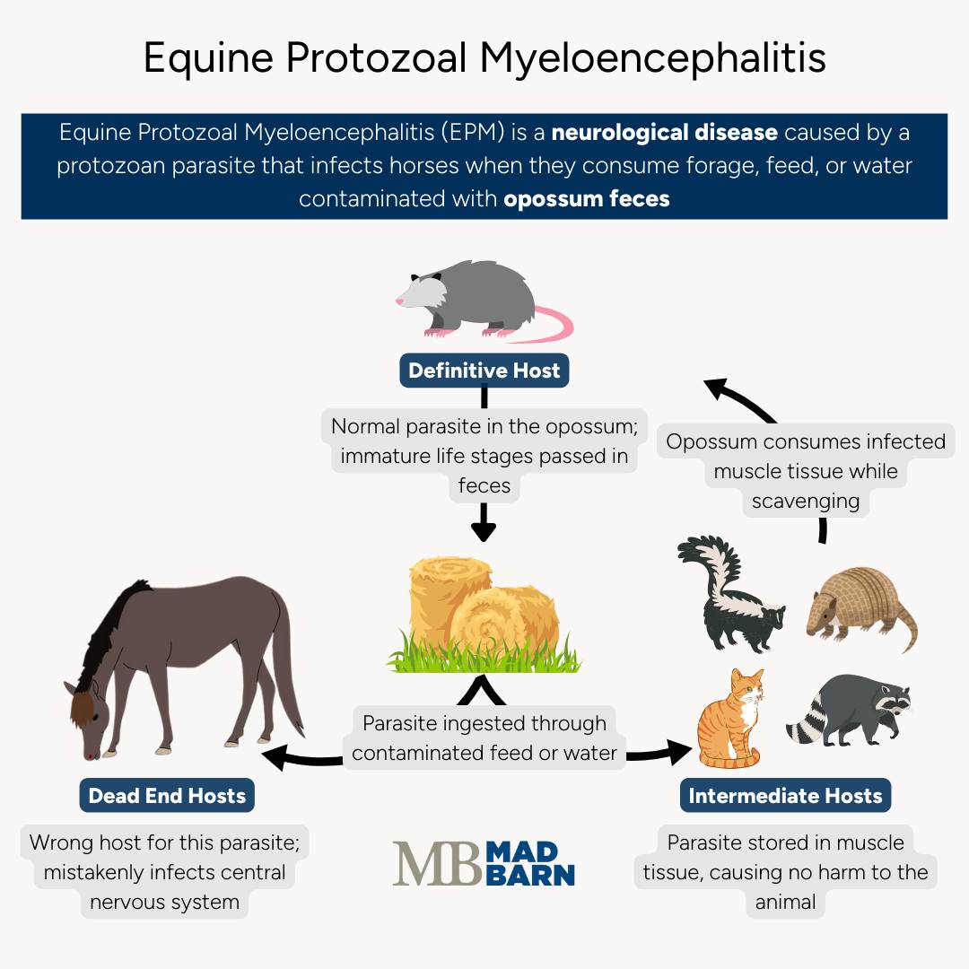 infographic illustrating hosts and vectors of equine protozoal myeloencephalitis