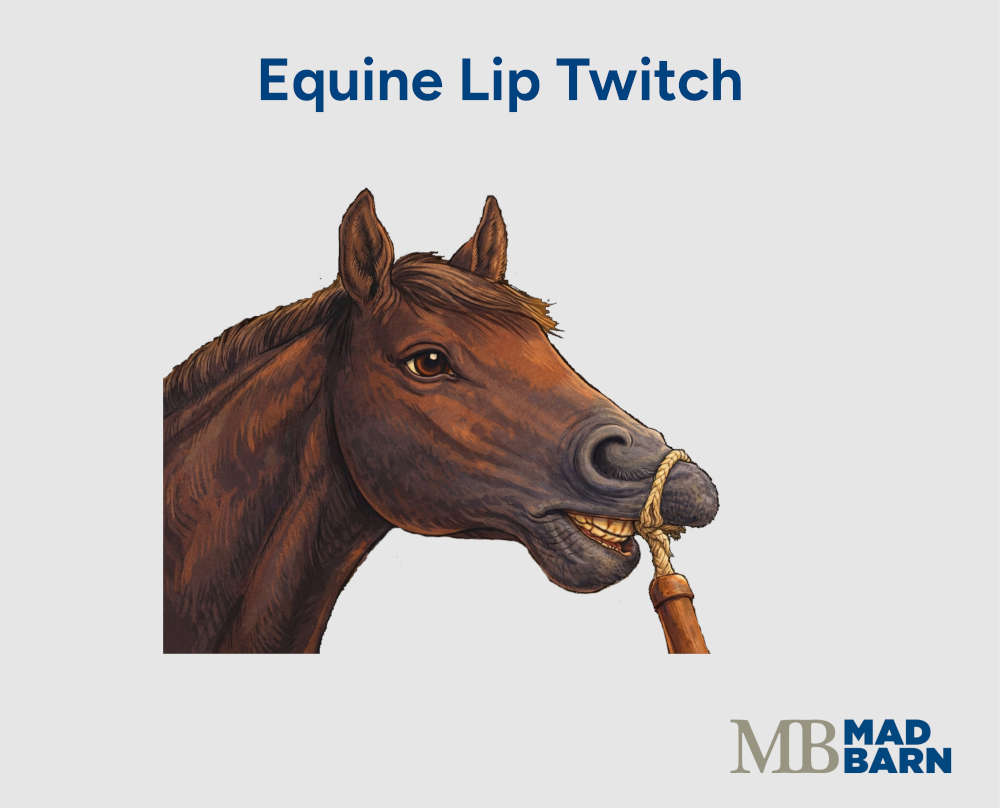 illustration of lip twitching a horse