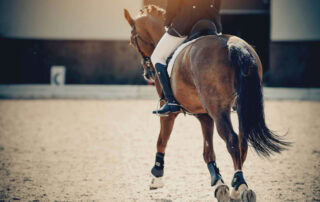 musical-freestyle-dressage-guide