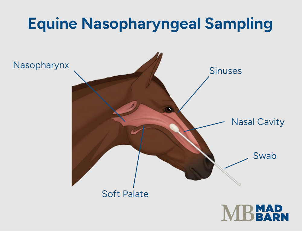 illustration of equine nasopharyngeal sampling including internal nasal structures