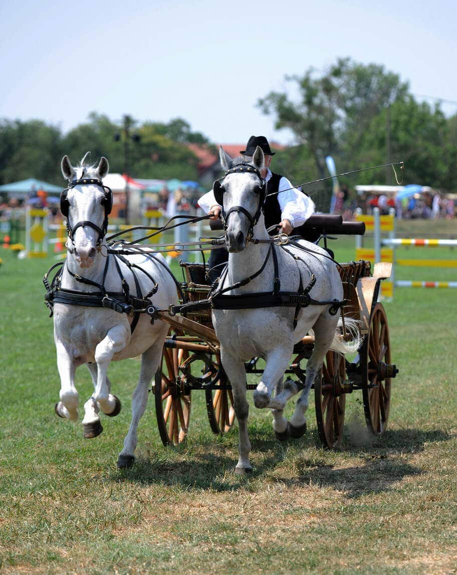 carriage pleasure driving image