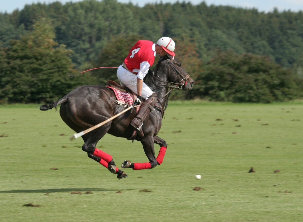 polo image