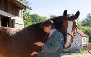 quinidine-for-horses
