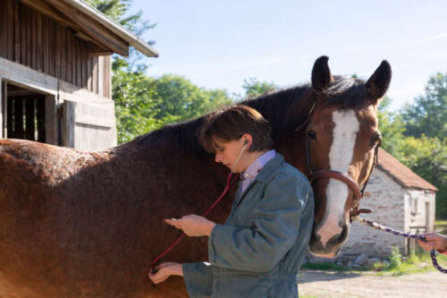 quinidine-for-horses