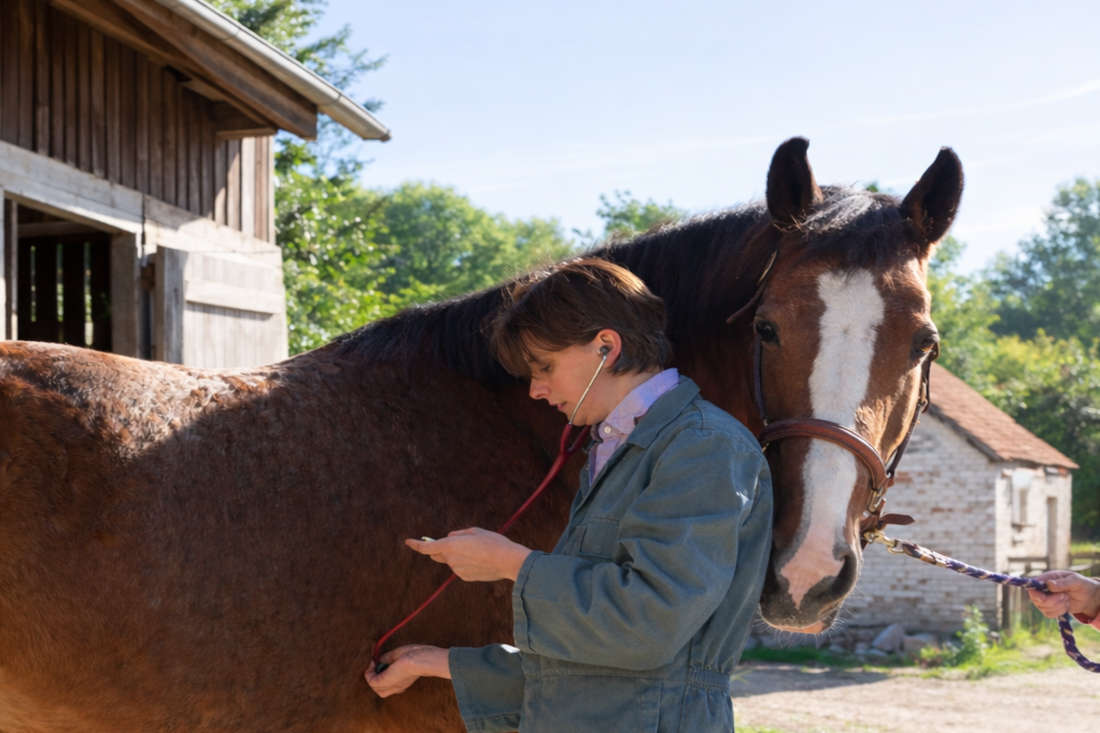 Quinidine Sulfate for Horses: Uses, Side Effects & Status in Competition