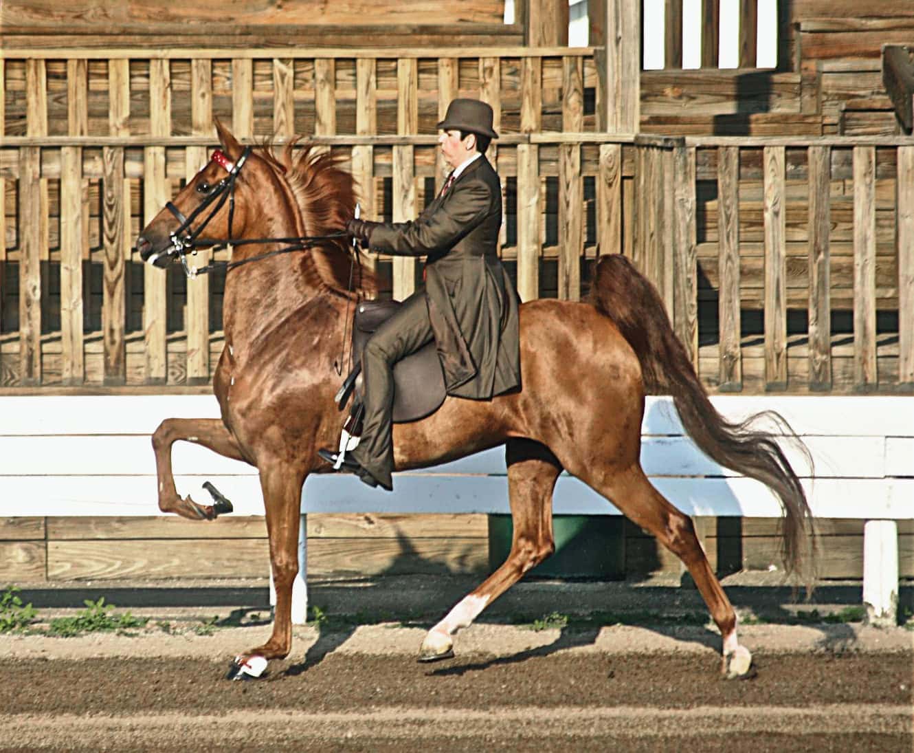 saddle seat image