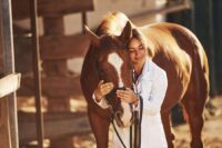 Standing Sedation vs. General Anesthesia in Horses: Uses, Risks & Key Differences