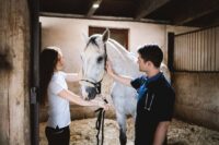 What Is a Twitch for Horses? Uses, How It Works & Welfare Considerations