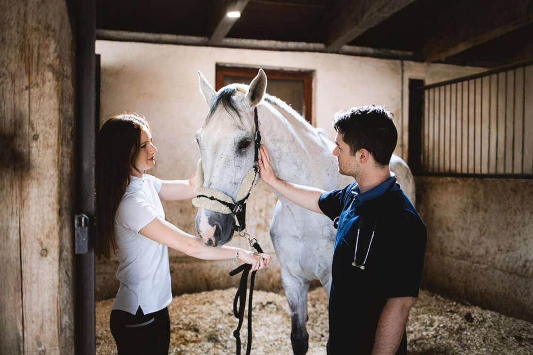 What Is a Twitch for Horses? Uses, How It Works & Welfare Considerations