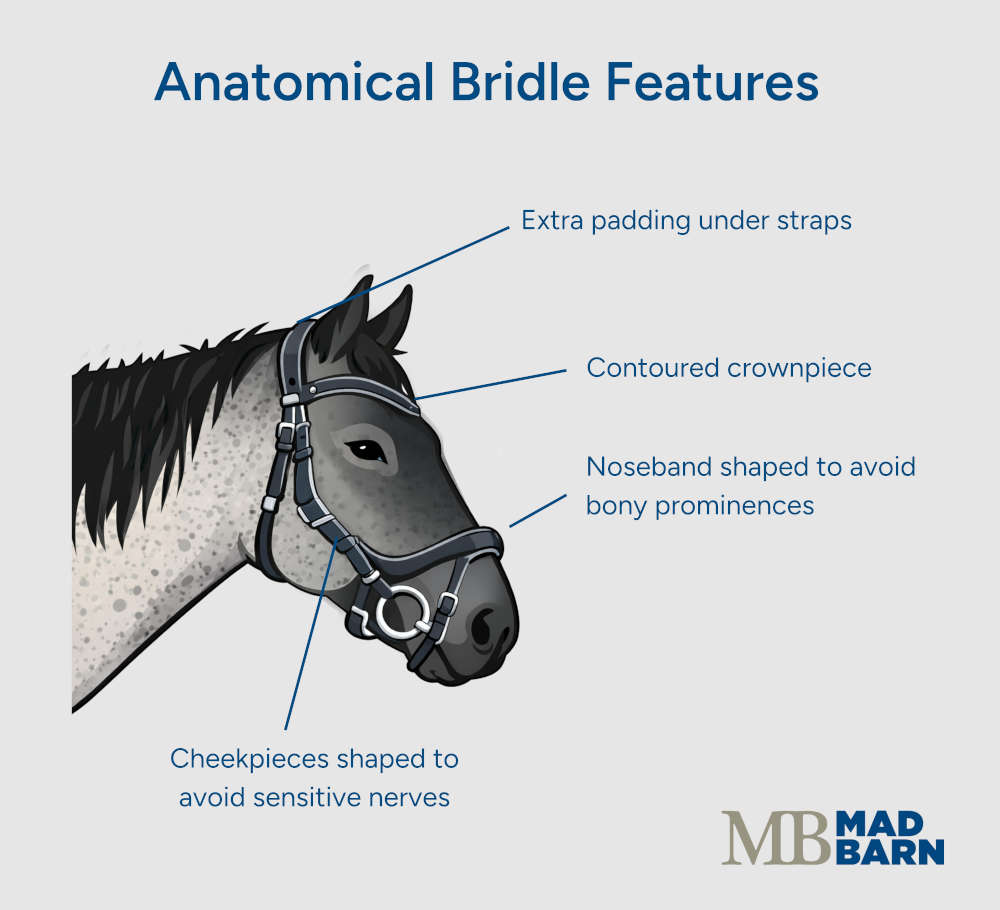 illustration of key features of anatomical bridles