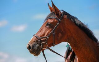 anatomical bridles for horses