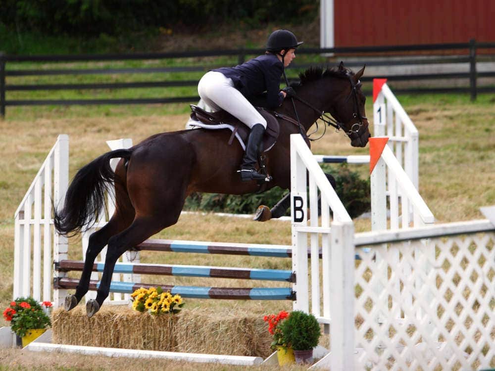 photo of a horse jumping over an oxer