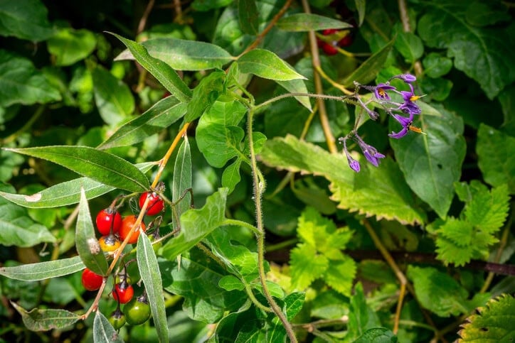 image of bittersweet nightshade plant