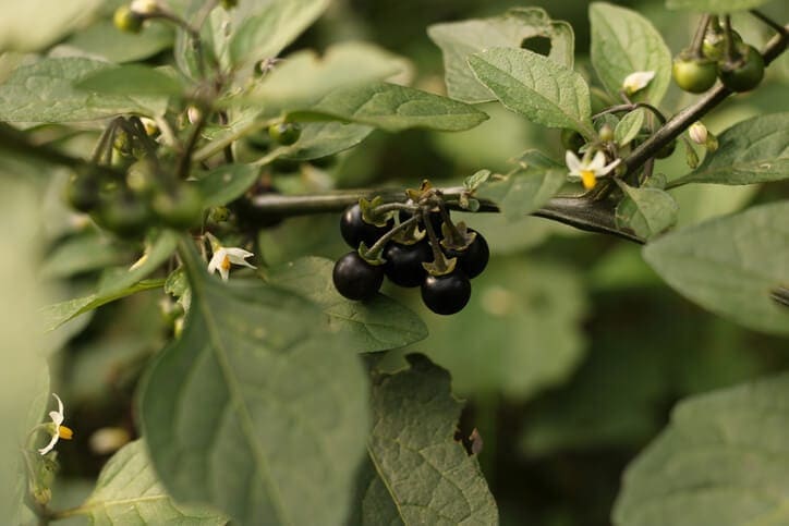 image of black nightshade plant