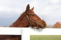 Buscopan® (Butylscopolamine) for Horses: Uses, Side Effects & Status in Competition