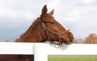 butylscopolamine-for-horses