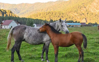 can horses get fleas