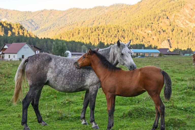 can horses get fleas