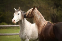 Zyrtec® (Cetirizine) for Horses: Uses, Side Effects & Status in Competition