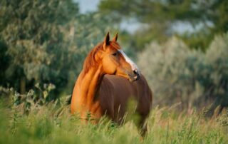 cisapride-for-horses