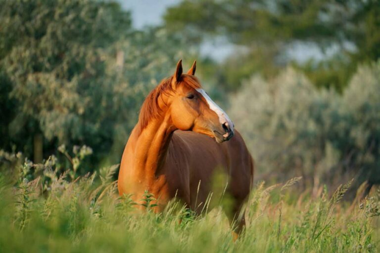 cisapride-for-horses