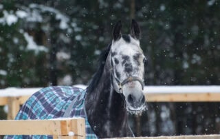 cold-weather-horse-bathing-tips