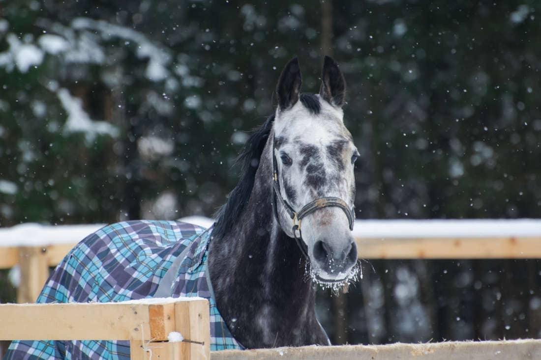 Bathing Horses in Cold Weather: Safe Winter Grooming Tips