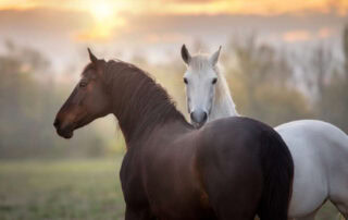 congenital myotonia in horses