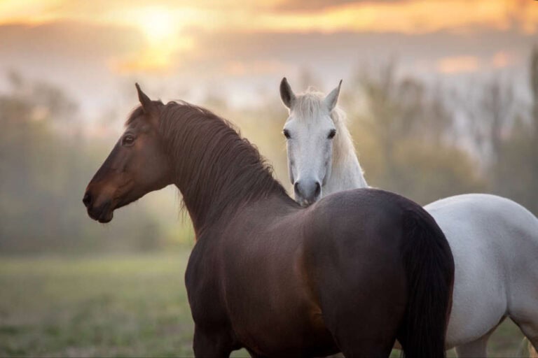 congenital myotonia in horses