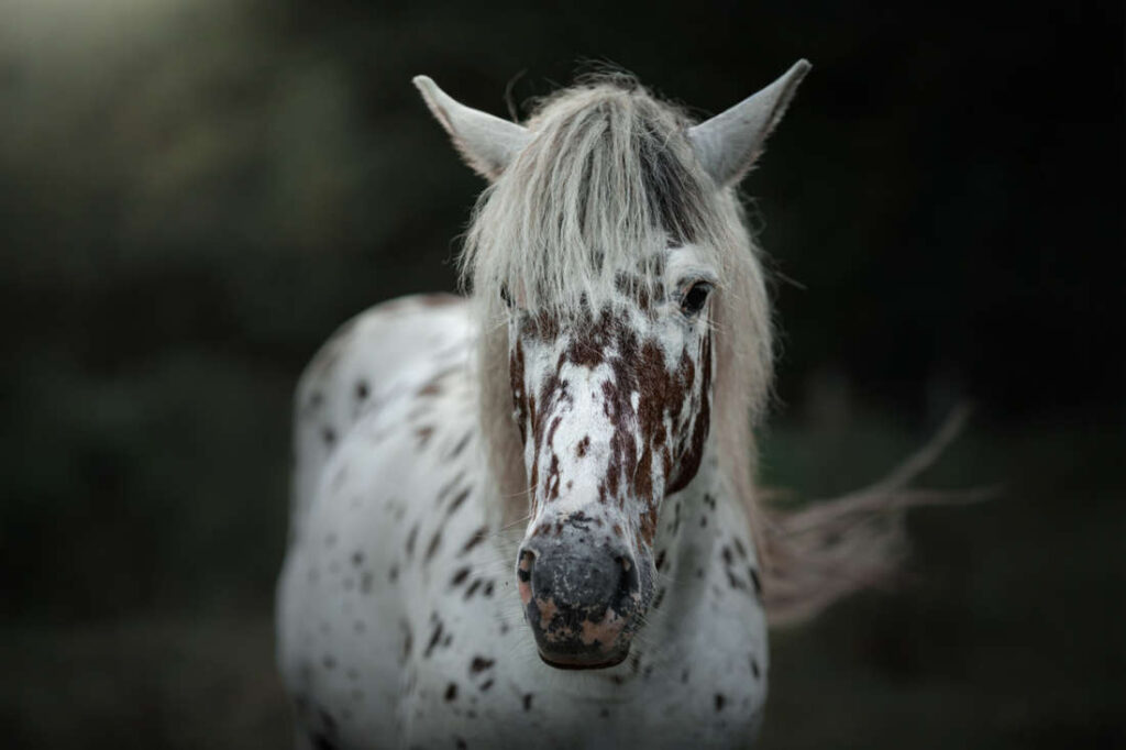 Congenital Stationary Night Blindness in Horses: Causes, Risk Factors & Management