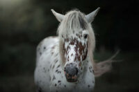 Congenital Stationary Night Blindness in Horses: Causes, Risk Factors & Management