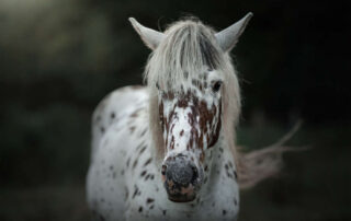 congenital-stationary-night-blindness-in-horses
