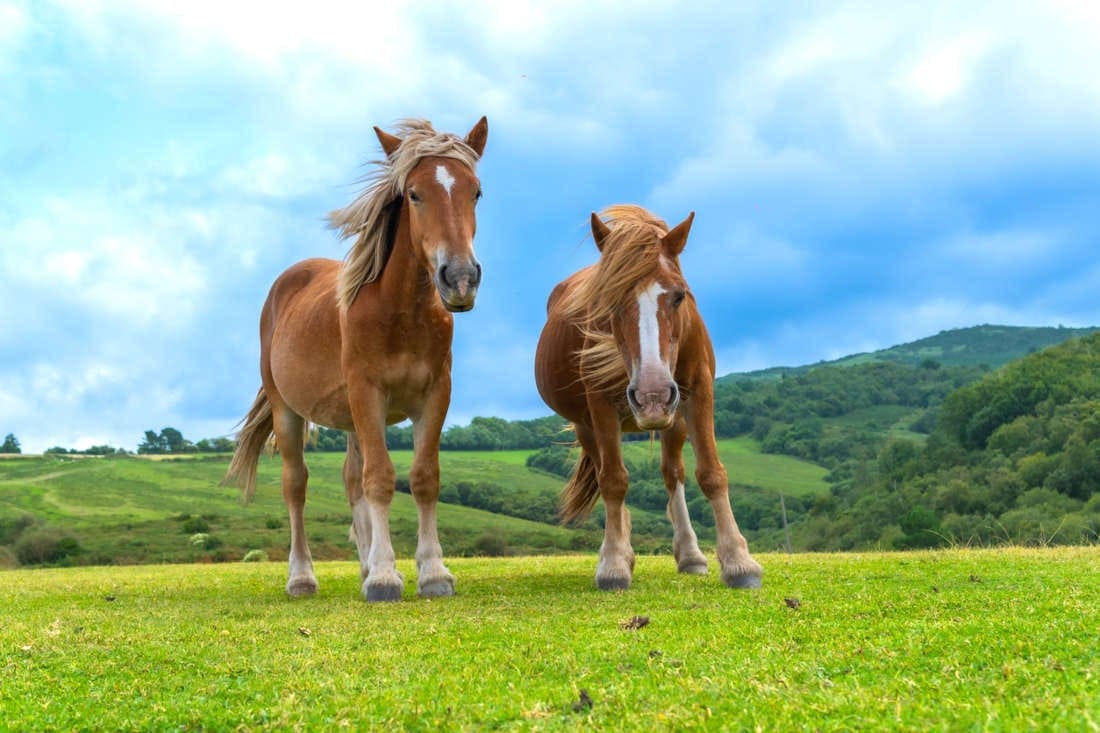 Ketamine for Horses: Uses, Side Effects & Status in Competition