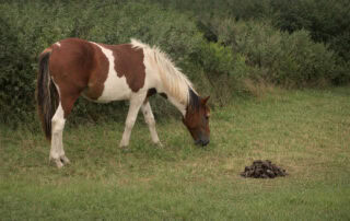 coprophagia-in-horses
