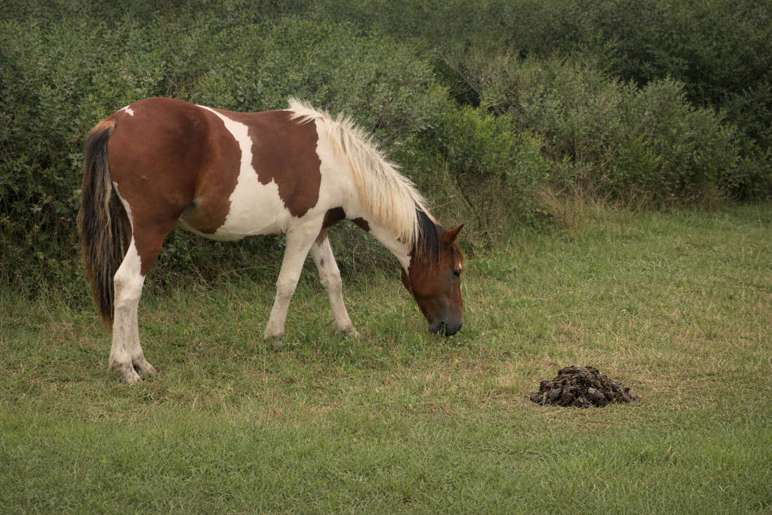 Equine Coprophagia: How to Stop Abnormal Manure Eating in Horses