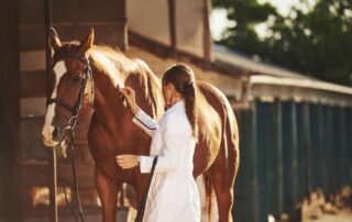 dantrolene-for-horses