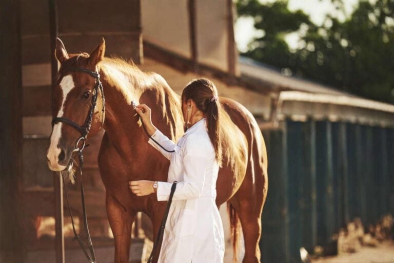 dantrolene-for-horses