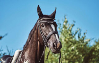 double-bridle-guide-header