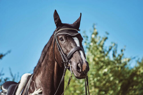 double-bridle-guide-header