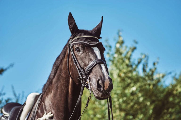 double-bridle-guide-header
