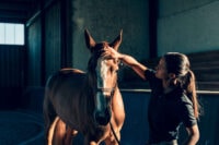 DTO Smectite Clay for Horses: Uses, Side Effects & Status in Competition
