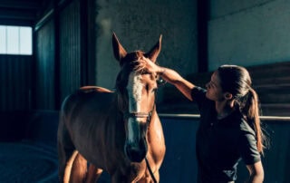 dto smectite clay for horses