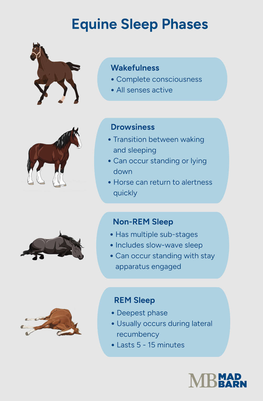 equine sleep phases