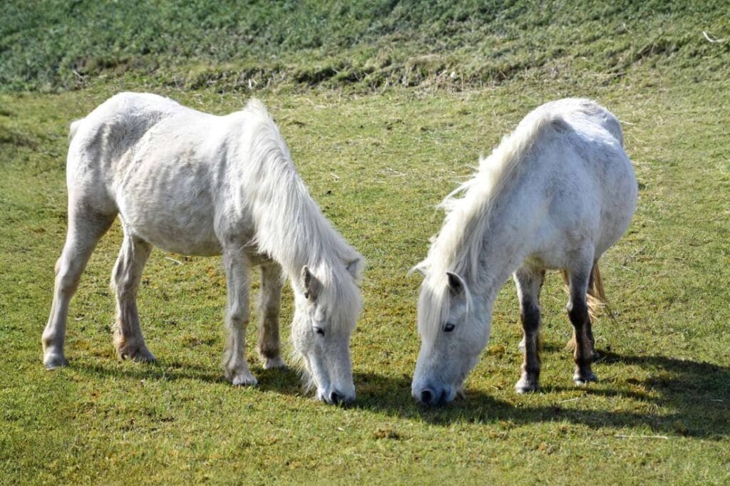 Eriskay Pony Breed Profile: Characteristics, Health & Nutrition