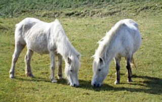 eriskay-pony-breed-profile