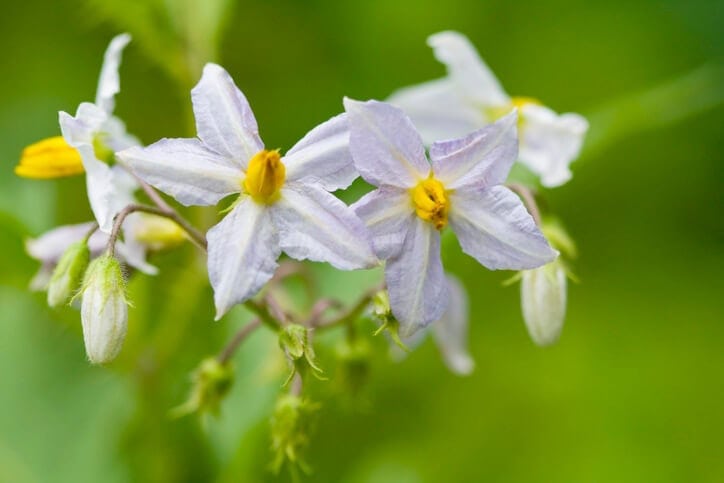 image of horse nettle plant