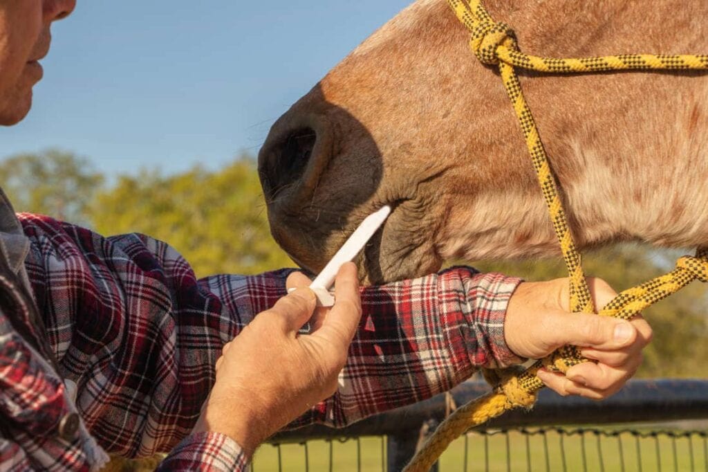 How to Get a Horse to Take Medicine: Safe Ways to Give Oral Medication